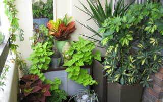 5 простых идей озеленения балконов