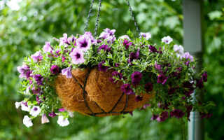 Подвесные цветочные корзины и кашпо. 7 полезных советов по оформлению и уходу