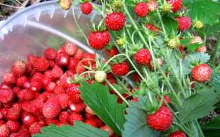 Работы по саду и огороду в июле