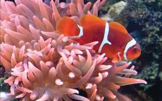 Учимся сочетать цвета в интерьере правильно