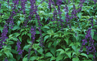 Цвет дня: Индиго