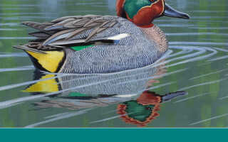 Цвет 2014 года — чирок в интерьере