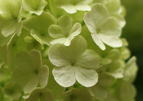 Делаем сами: Декоративные цветущие ветки